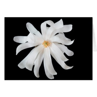 Magnolia Flower on Black Cards