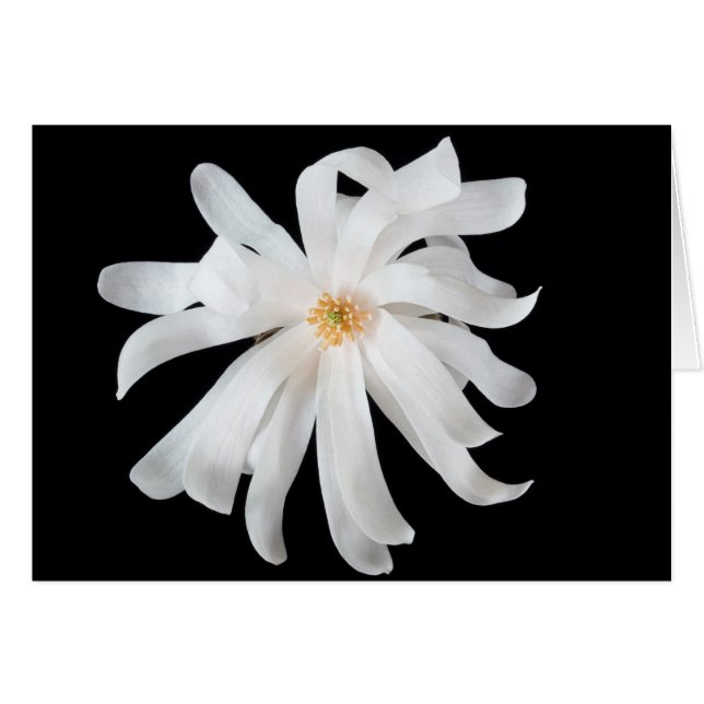 Magnolia Flower on Black Cards (Front Horizontal)