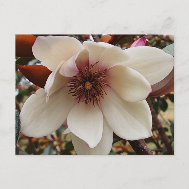 Magnolia flower postcard (Front)