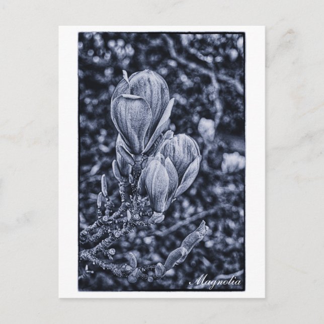 Magnolia Flower, Spring, Unfolding buds / Nature Postcard (Front)