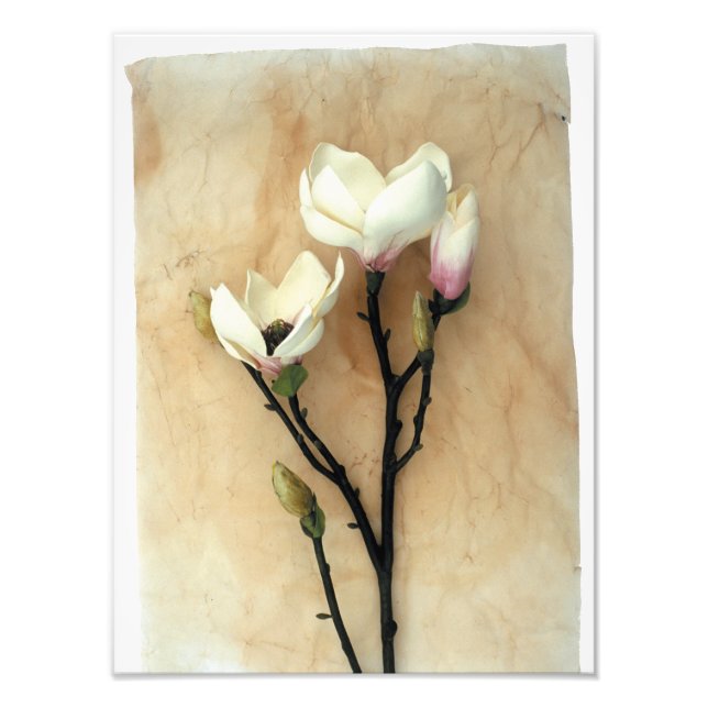 Magnolia Flower Stylish photography Photo Print (Front)