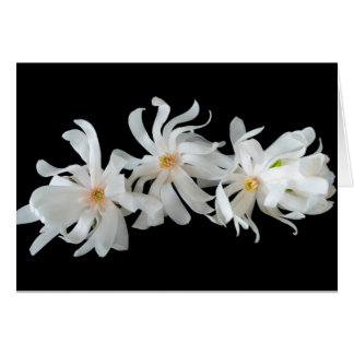 Magnolia Flower Trio on Black Cards