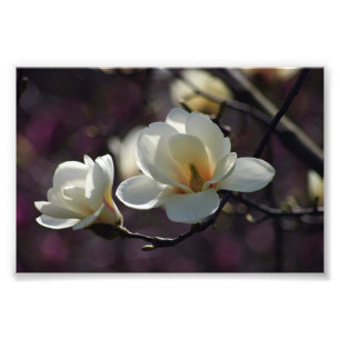 Magnolia Flower/White Flowers Photo Print