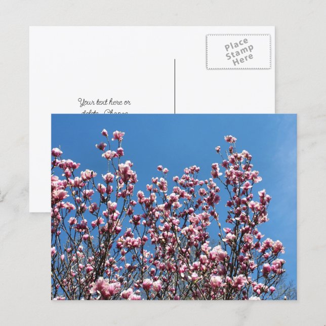 Magnolia Flowers Blue Sky Personalized Postcard (Front/Back)