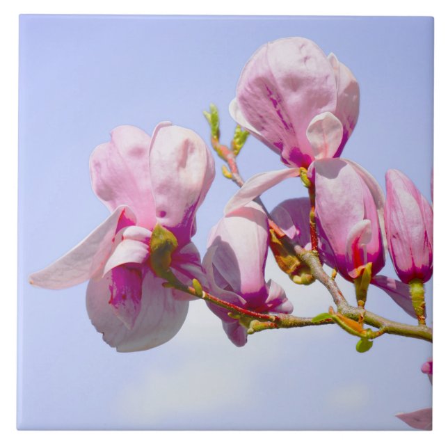 Magnolia Flowers Floral Botanical Blossom Chic Ceramic Tile (Front)