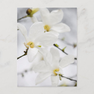 Magnolia flowers postcard