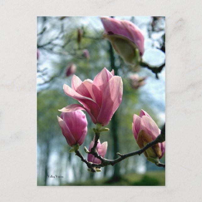 Magnolia Forest Postcard (Front)