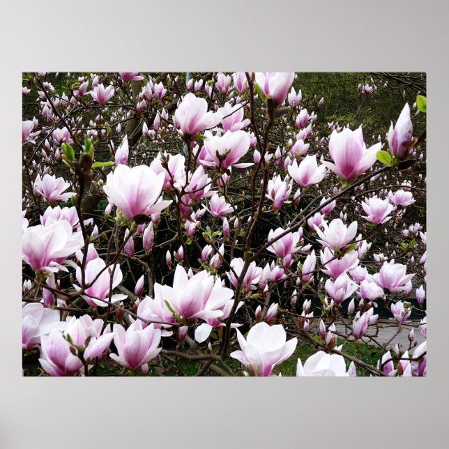 Magnolia Garden Poster (Front)