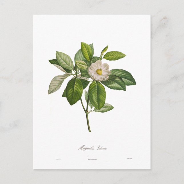 Magnolia glauca postcard (Front)
