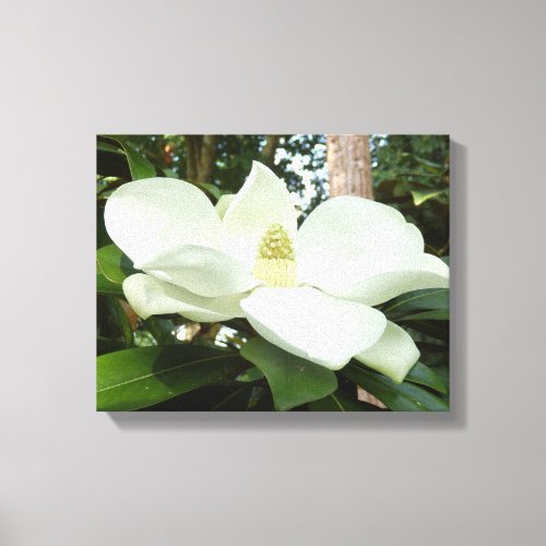 Magnolia Grandiflora Canvas Print