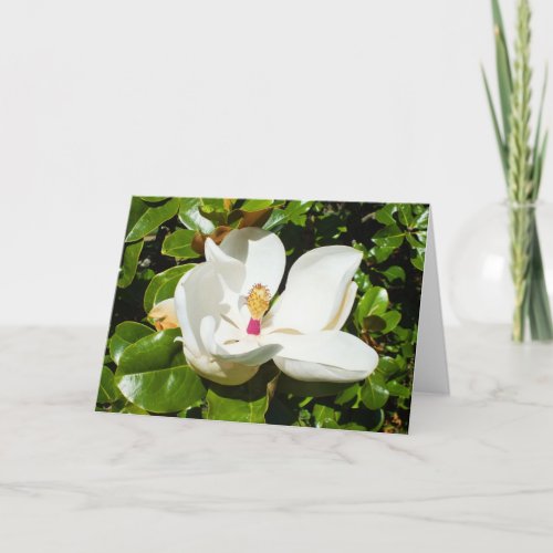 Magnolia grandiflora holiday card