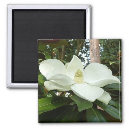 Magnolia Grandiflora Magnet