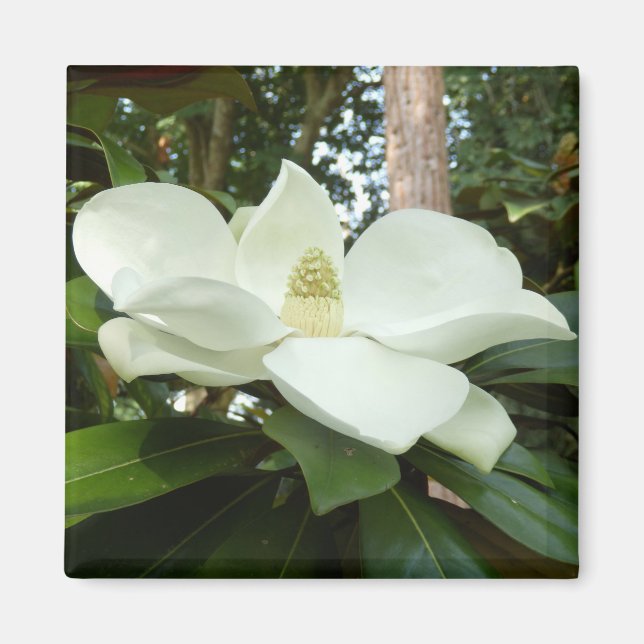 Magnolia Grandiflora Magnet (Front)