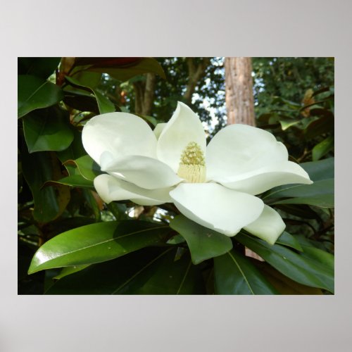 Magnolia Grandiflora Poster