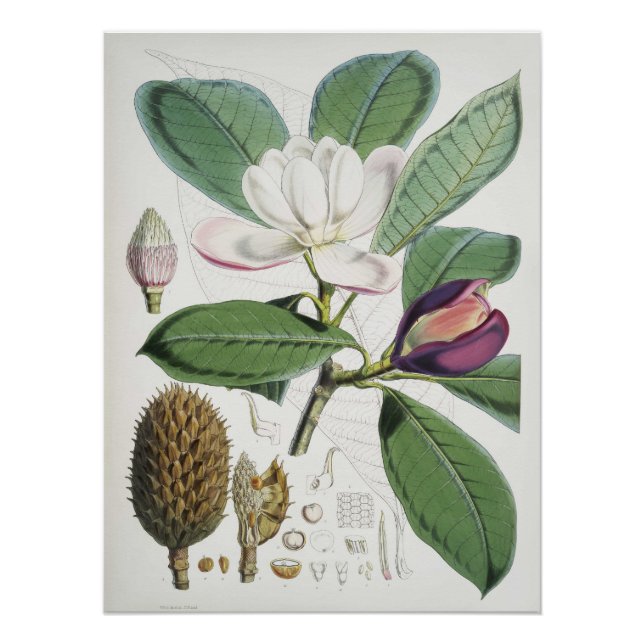 Magnolia Hodgsonii Poster (Front)
