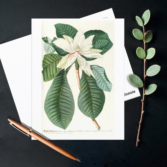 Magnolia III (1750-1773)  Postcard (Creator Uploaded)