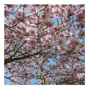Magnolia in April Poster