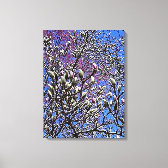 Magnolia, Mass of Buds Canvas Print (Front)