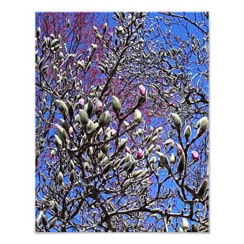 Magnolia Mass of Buds Photo Print