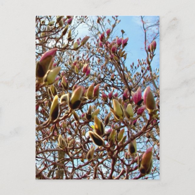 Magnolia Mass of Buds Postcard (Front)