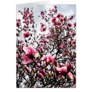 Magnolia Masses Cards