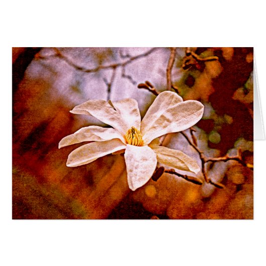 Magnolia Mood (Front Horizontal)