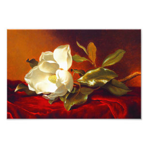Magnolia on Red Velvet Martin Johnson Heade Photo Print