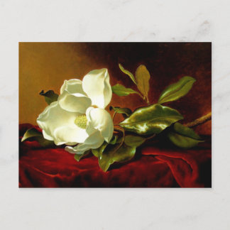 Magnolia on Red Velvet - Postcard