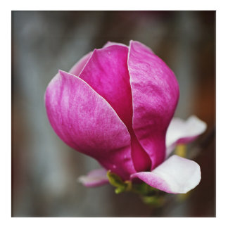 Magnolia Pink Full Bloom Acrylic Print