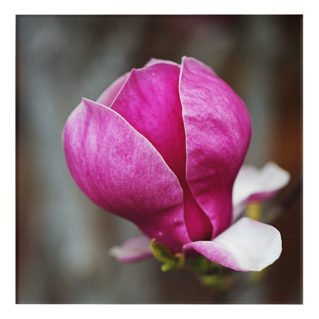 Magnolia Pink Full Bloom Acrylic Print (Front)