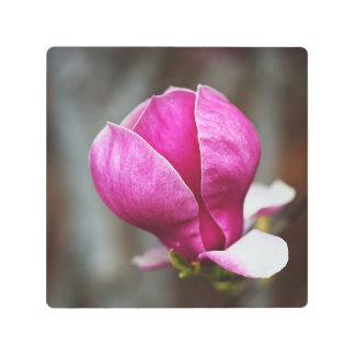 Magnolia Pink Full Bloom Metal Print