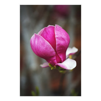 Magnolia Pink Full Bloom Photo Print