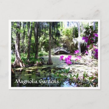 Magnolia Plantation Gardens Charleston Sc Postcard by luvtravel at Zazzle