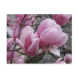 Magnolia Postcard