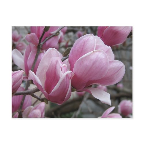 Magnolia Postcard
