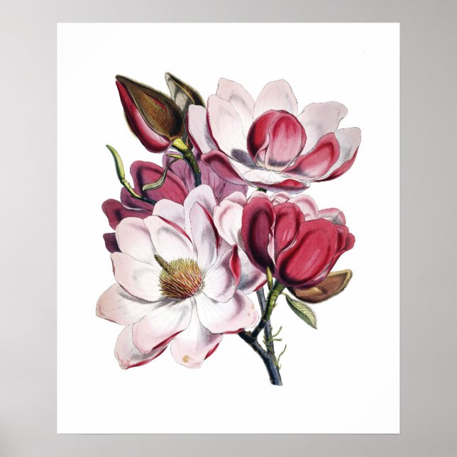 Magnolia poster (Front)