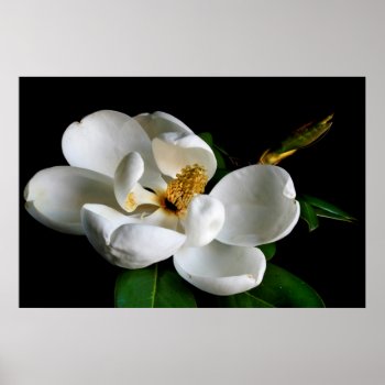 Magnolia Poster by jonicool at Zazzle