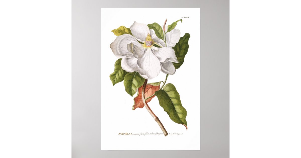 Magnolia. Poster | Zazzle