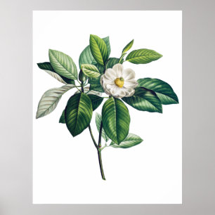 Magnolia poster