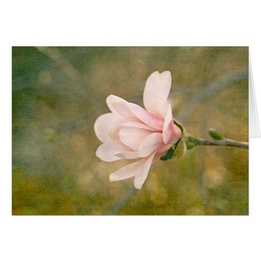 Magnolia Queen Cards (Front Horizontal)