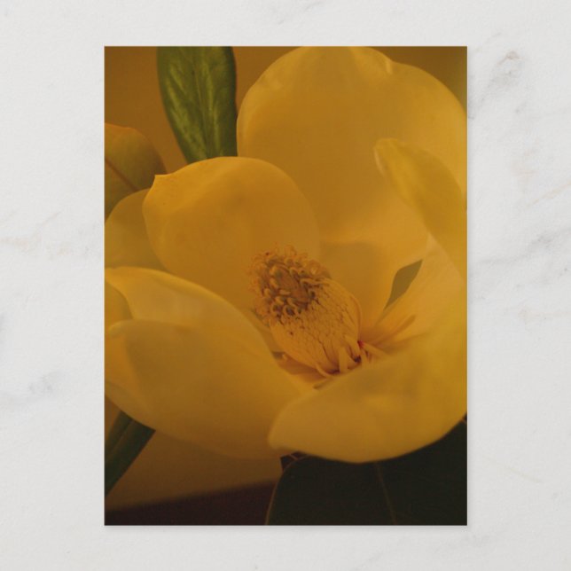 "Magnolia Sateen" Postcard (Front)