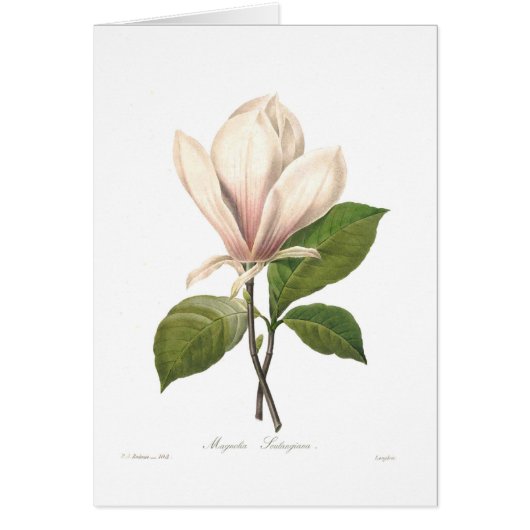 Magnolia soulangiana cards (Front)