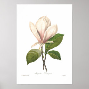 Magnolia soulangiana poster