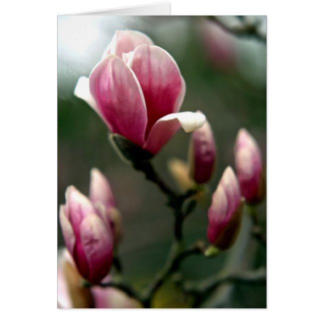 Magnolia Spring Cards (Front)