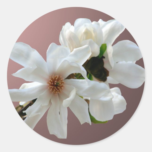Magnolia Stellata Envelope Seal Sticker (Front)