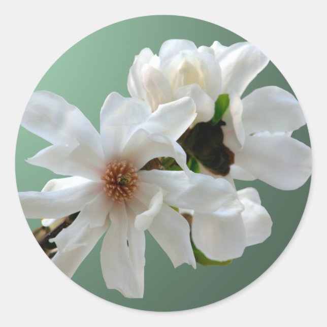 Magnolia Stellata Envelope Seal Sticker (Front)