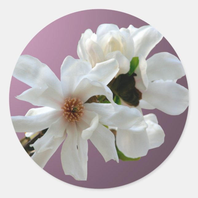 Magnolia Stellata Envelope Seal Sticker (Front)