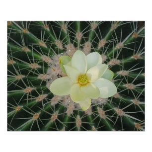 Magnolia sweetbay poster