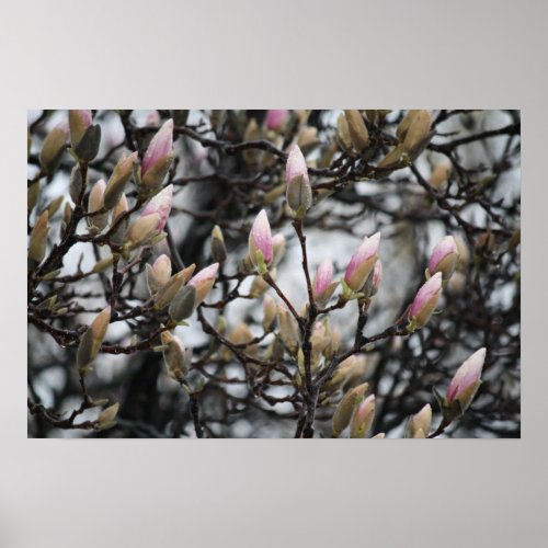 Magnolia Tree Buds in Spring before blossoms Poster