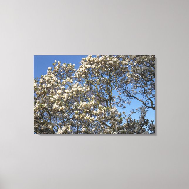 Magnolia Tree Canvas Print (Front)